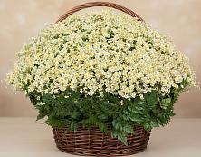 Цветочная композиция из Ромашки в корзине #REPLACE_PRED# Песь
